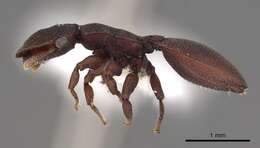 Cephalotes patellaris (Mayr 1866) resmi