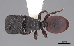 Cephalotes varians (Smith 1876) resmi