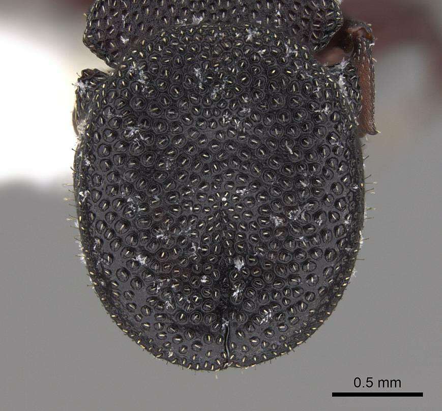 Cephalotes varians (Smith 1876) resmi