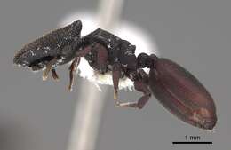 Cephalotes varians (Smith 1876) resmi