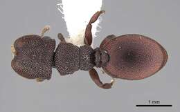 Cephalotes varians (Smith 1876) resmi