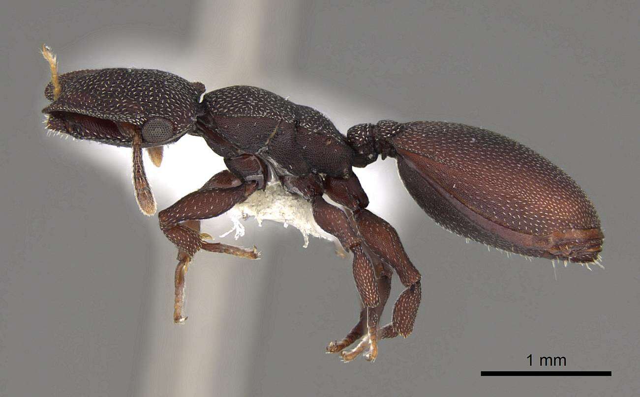 Cephalotes varians (Smith 1876) resmi