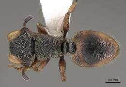 Cephalotes angustus (Mayr 1862) resmi