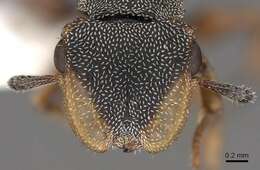 Cephalotes angustus (Mayr 1862) resmi