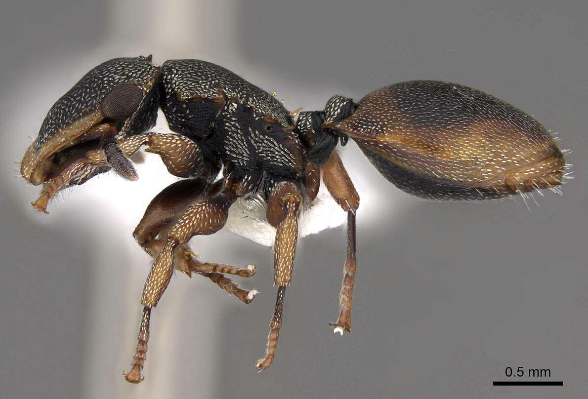 Cephalotes angustus (Mayr 1862) resmi