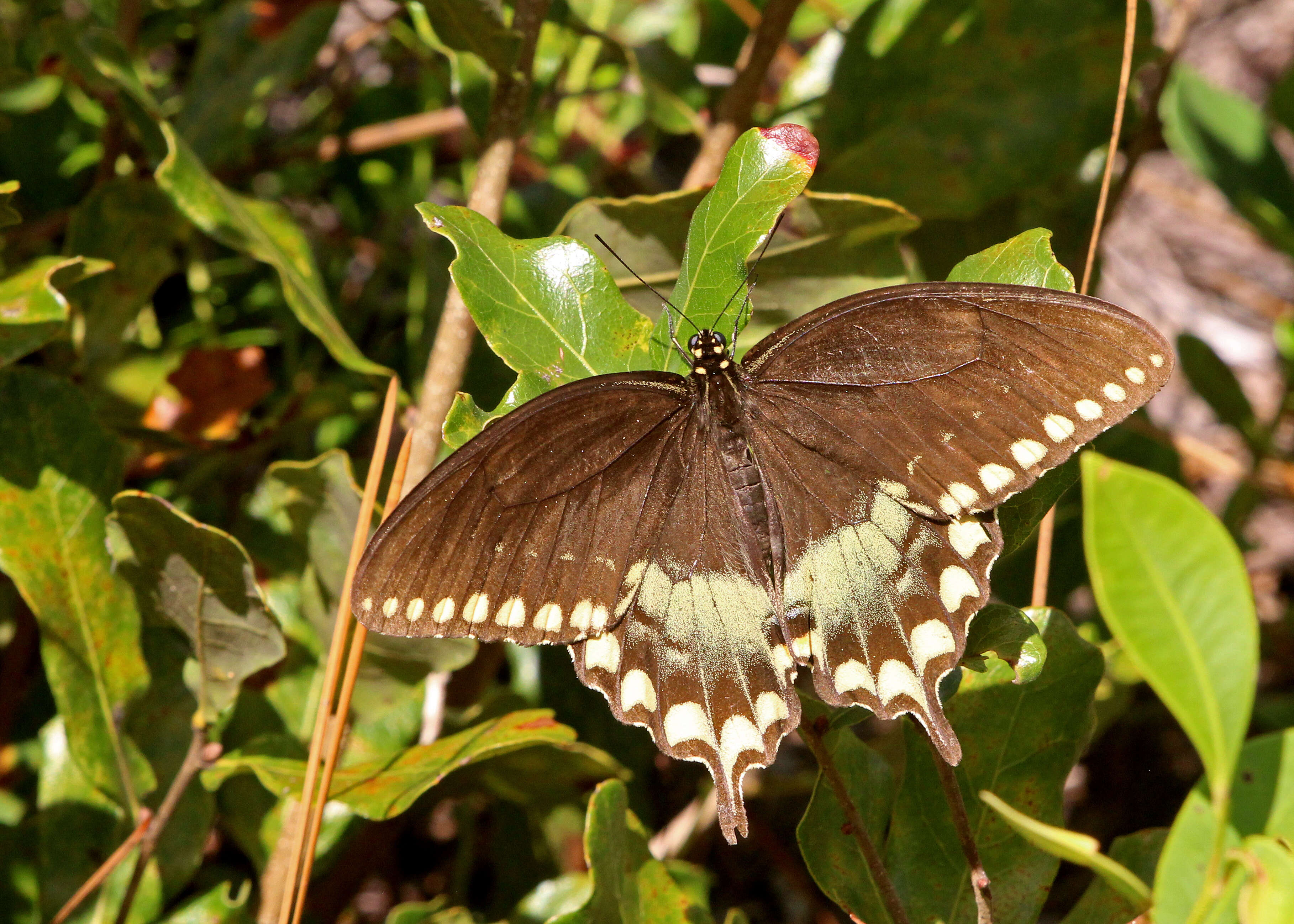 Papilio troilus Linnaeus 1758 resmi