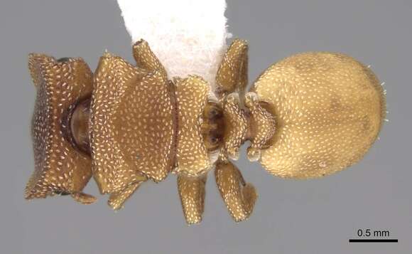 Image of Cephalotes persimplex De Andrade 1999