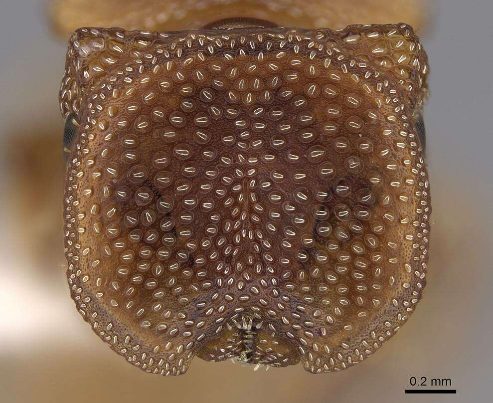 Image of Cephalotes persimplex De Andrade 1999
