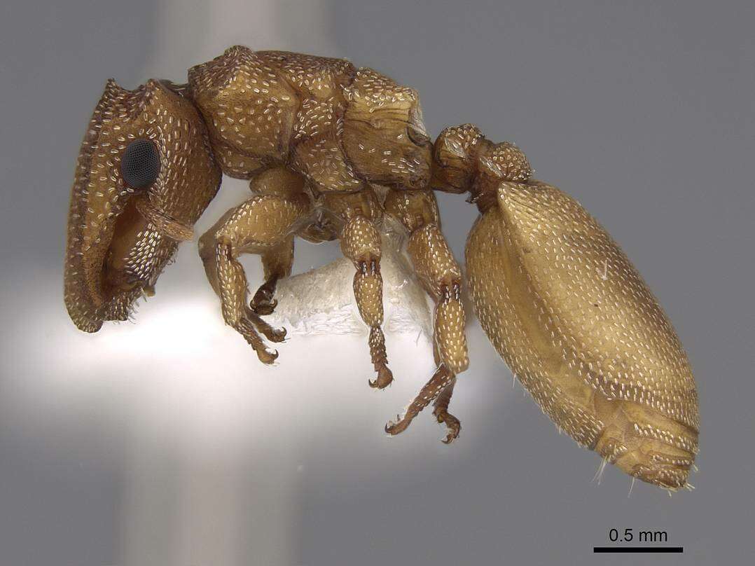 Image of Cephalotes persimplex De Andrade 1999