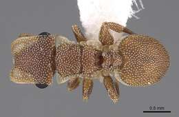 Image of Cephalotes persimplex De Andrade 1999