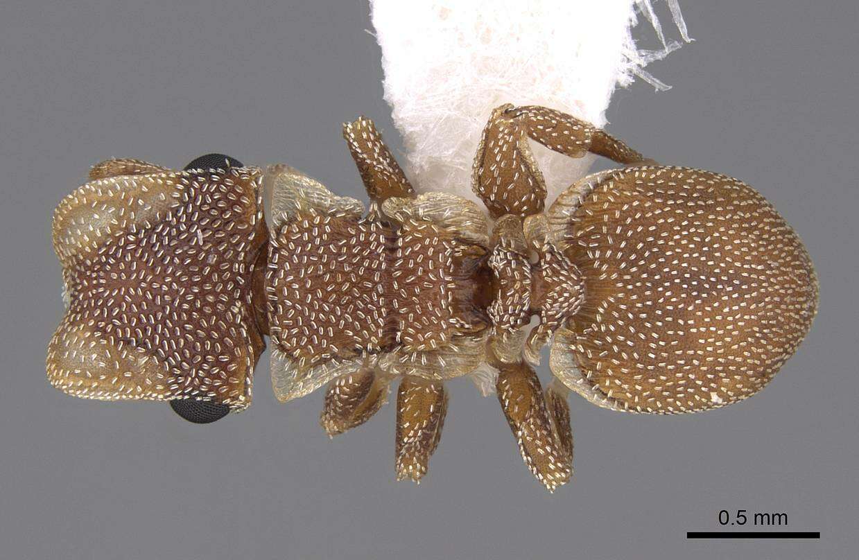 Image of Cephalotes persimplex De Andrade 1999
