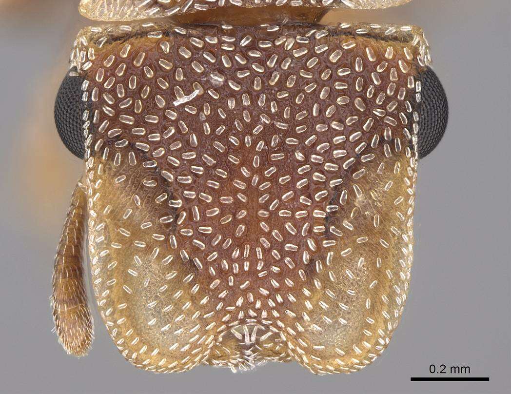 Image of Cephalotes persimplex De Andrade 1999