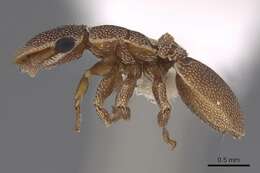Image of Cephalotes persimplex De Andrade 1999