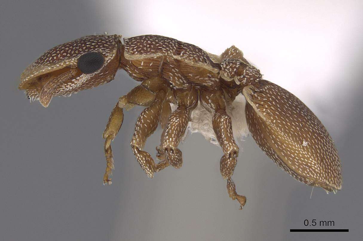Image of Cephalotes persimplex De Andrade 1999