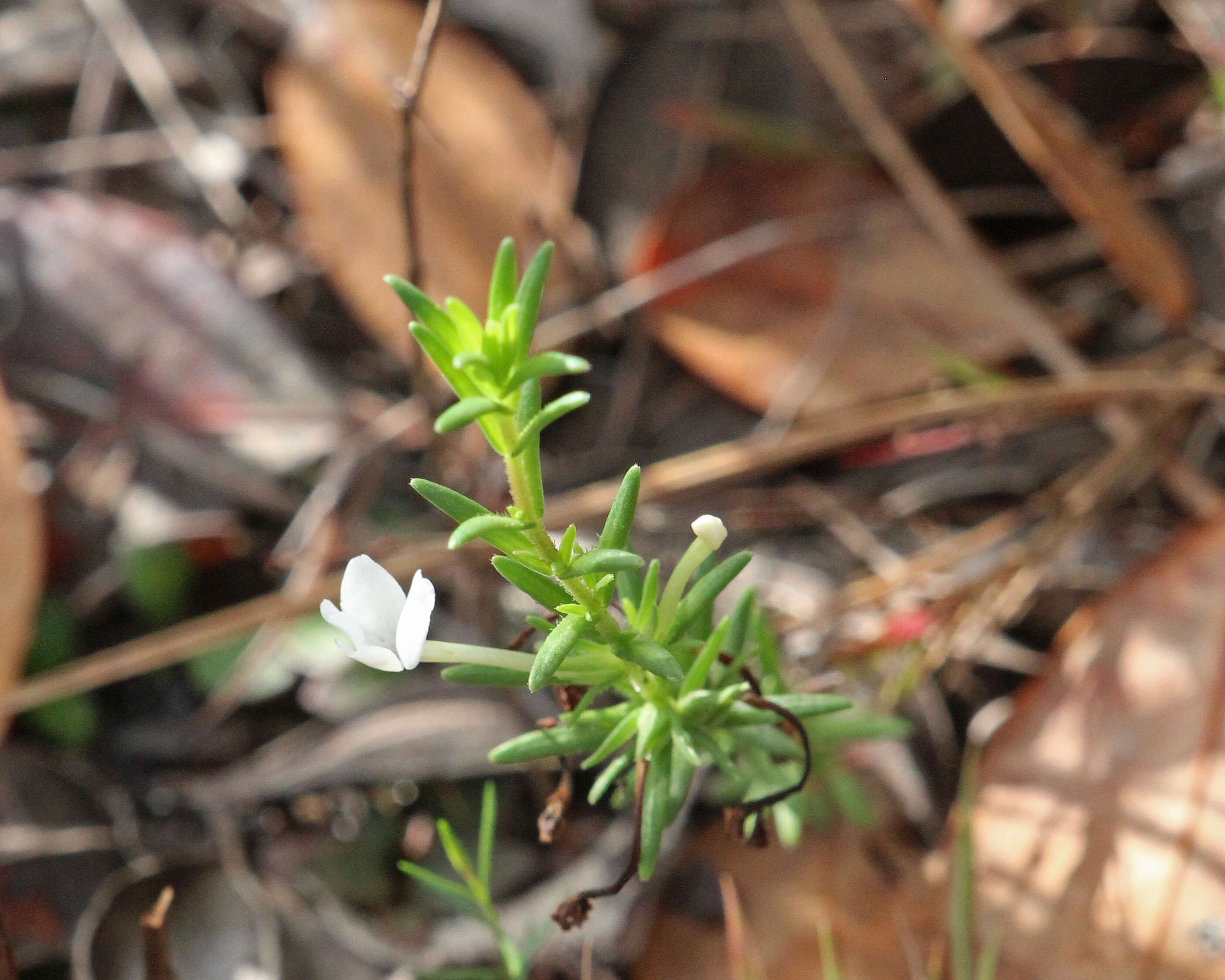 Image of Rough False Hedge-Nettle