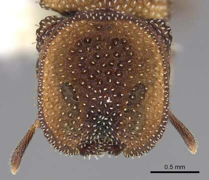 Image of Cephalotes kukulcan Snelling 1999