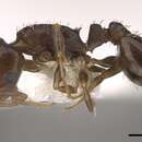 Image of Temnothorax neomexicanus