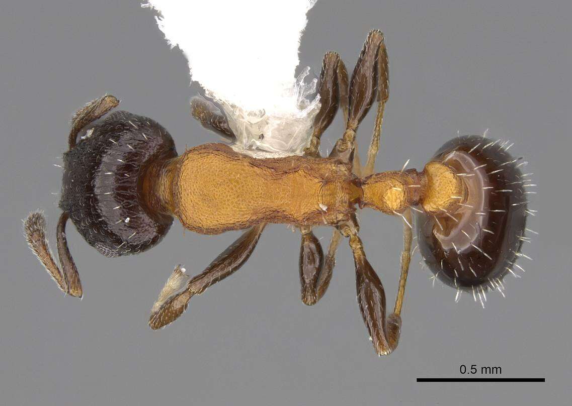 Image of <i>Temnothorax emmae</i>