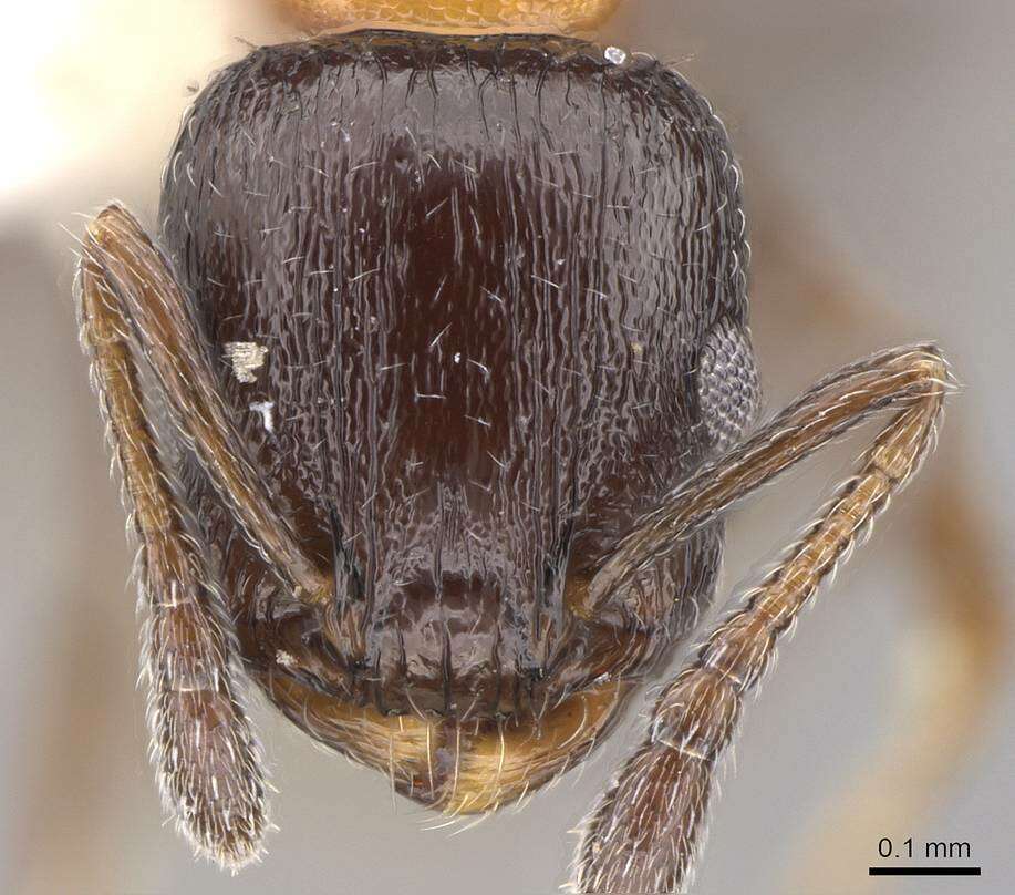 Image of <i>Temnothorax emmae</i>