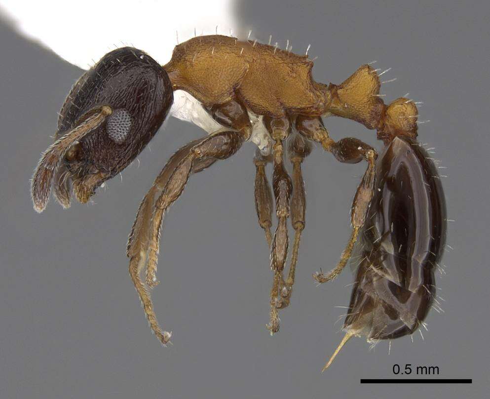 Image of <i>Temnothorax emmae</i>