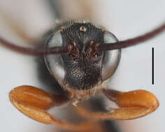 Слика од Exochus nigripalpis Thomson 1887