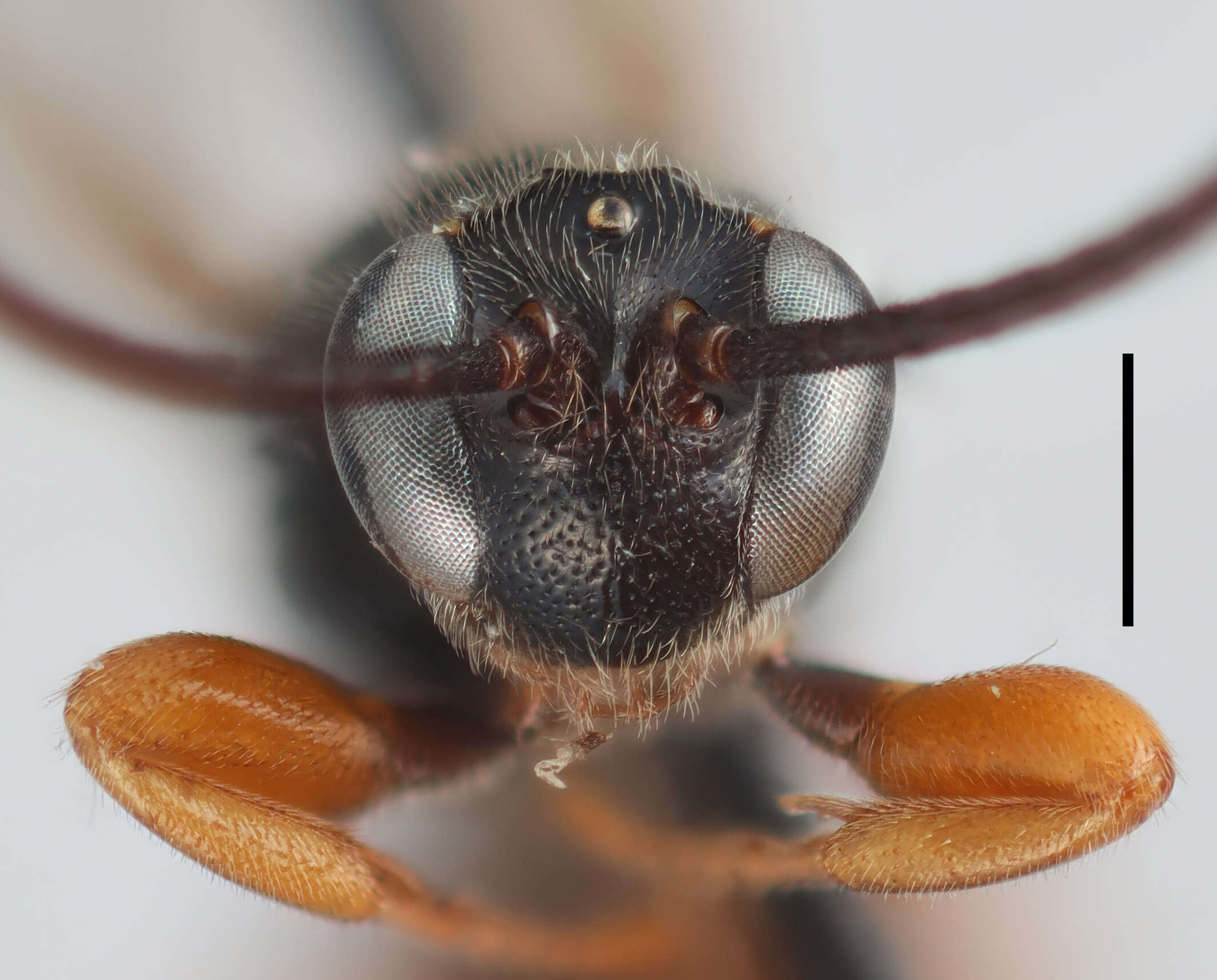 Слика од Exochus nigripalpis Thomson 1887