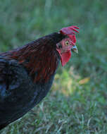 Image of Red Junglefowl