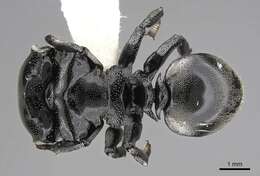 Cephalotes basalis (Smith 1876) resmi