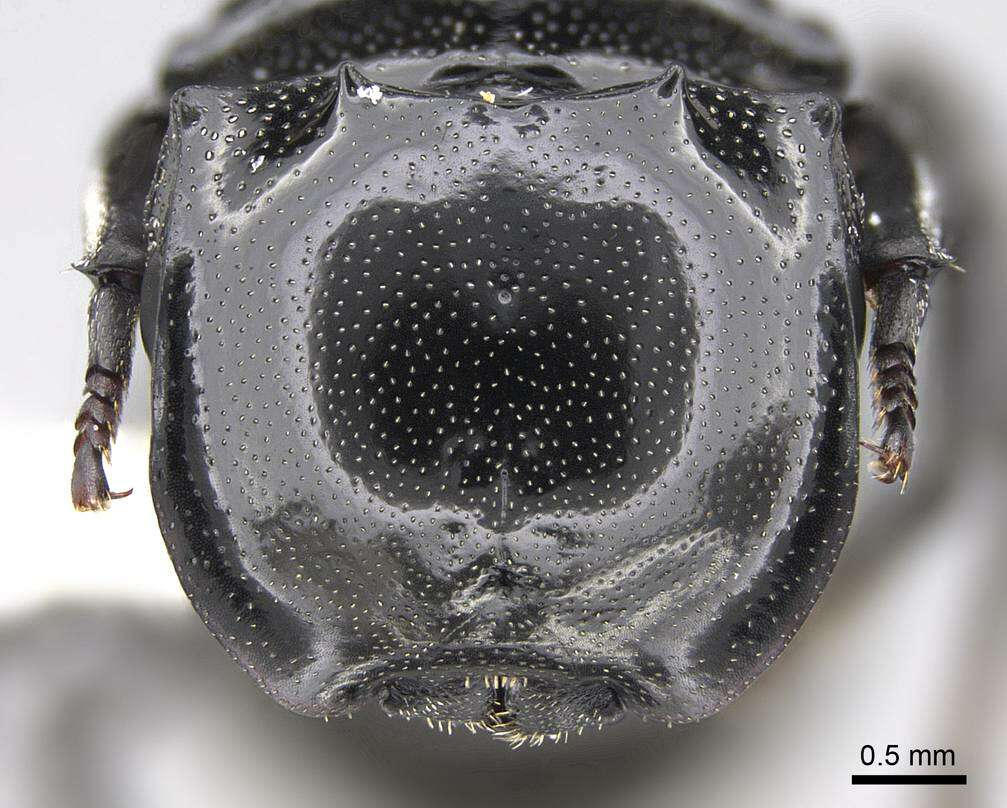 Cephalotes basalis (Smith 1876) resmi