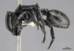 Cephalotes basalis (Smith 1876) resmi