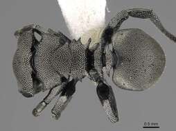 Cephalotes basalis (Smith 1876) resmi