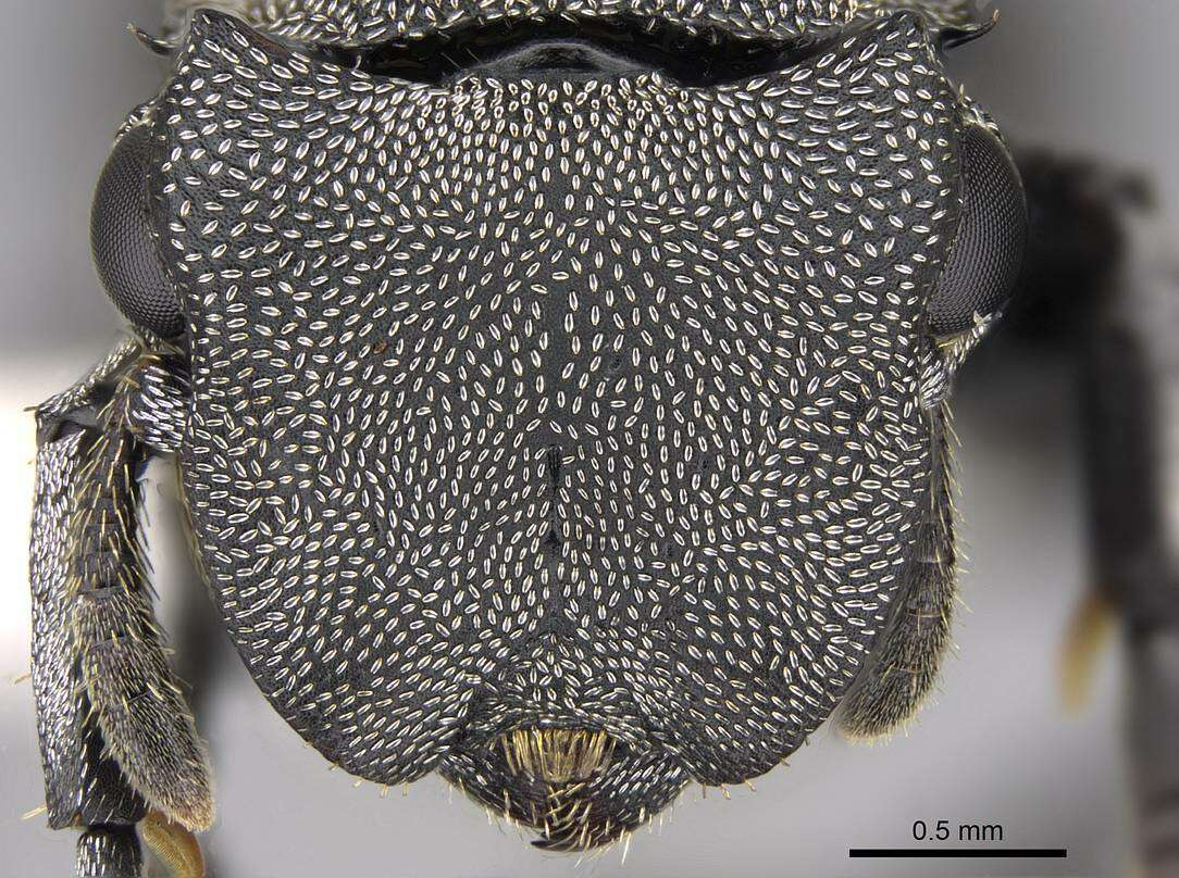 Cephalotes basalis (Smith 1876) resmi