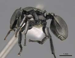 Cephalotes basalis (Smith 1876) resmi