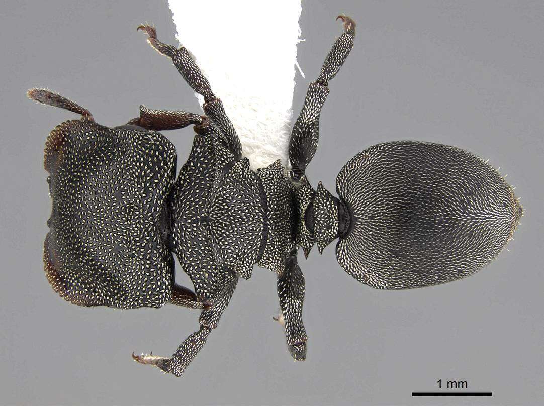 Image de Cephalotes depressus (Klug 1824)