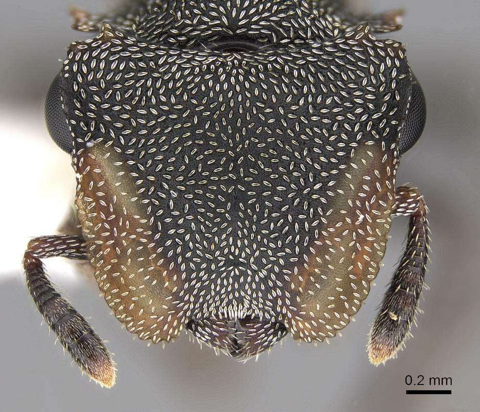 Image de Cephalotes depressus (Klug 1824)