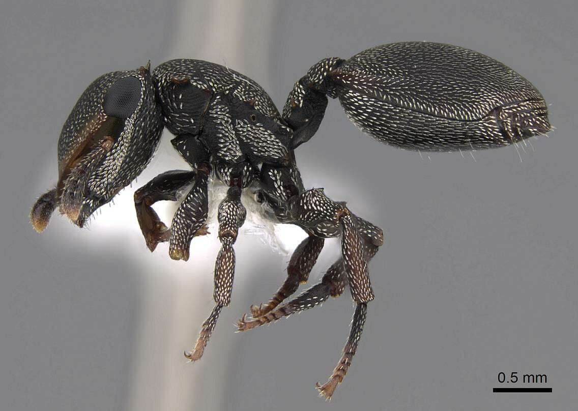 Image de Cephalotes depressus (Klug 1824)