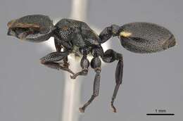 Cephalotes multispinosus (Norton 1868) resmi