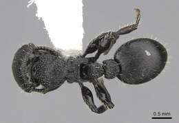 Image of Procryptocerus hylaeus Kempf 1951