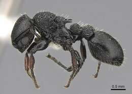 Image of Procryptocerus hylaeus Kempf 1951