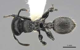 Image of Procryptocerus impressus