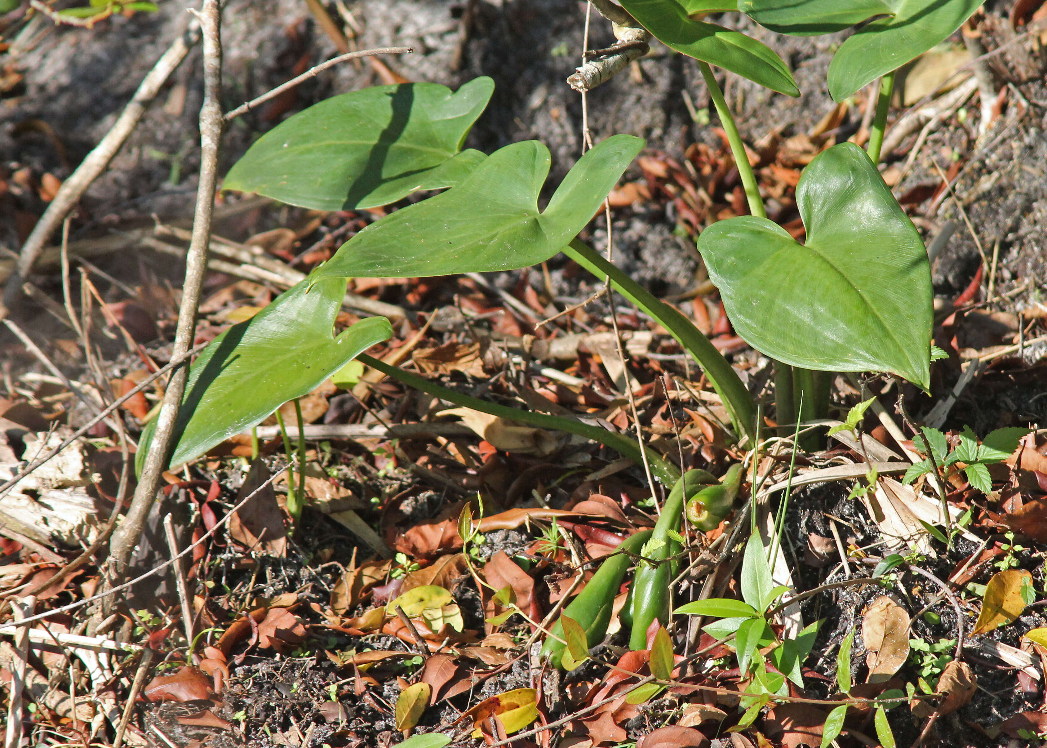 Image of green arrow arum