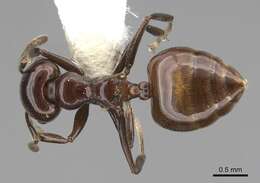 <i>Crematogaster nosibeensis</i> resmi