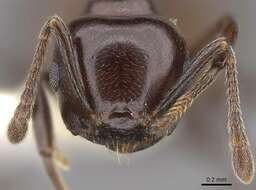 <i>Crematogaster nosibeensis</i> resmi