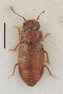 Image of Metopsia similis Zerche 1998