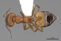 Слика од Crematogaster tricolor