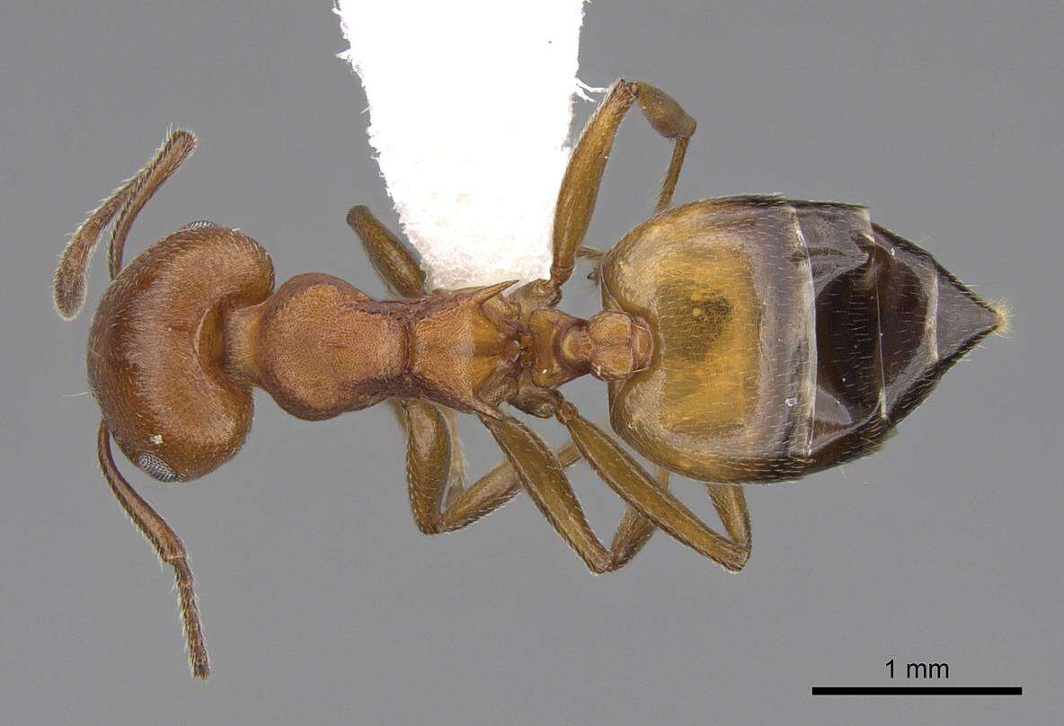 Слика од Crematogaster tricolor