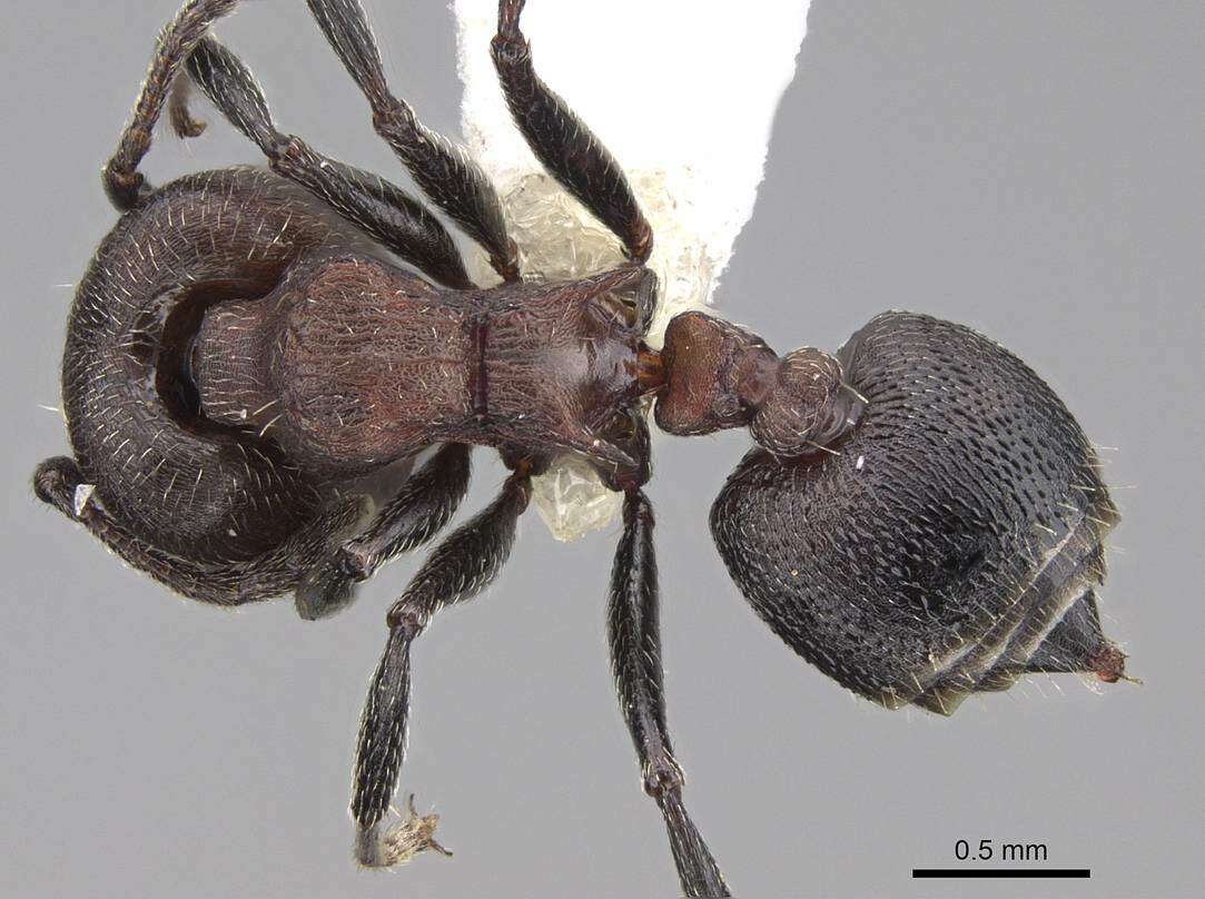 Image of Crematogaster mimosae Santschi 1914