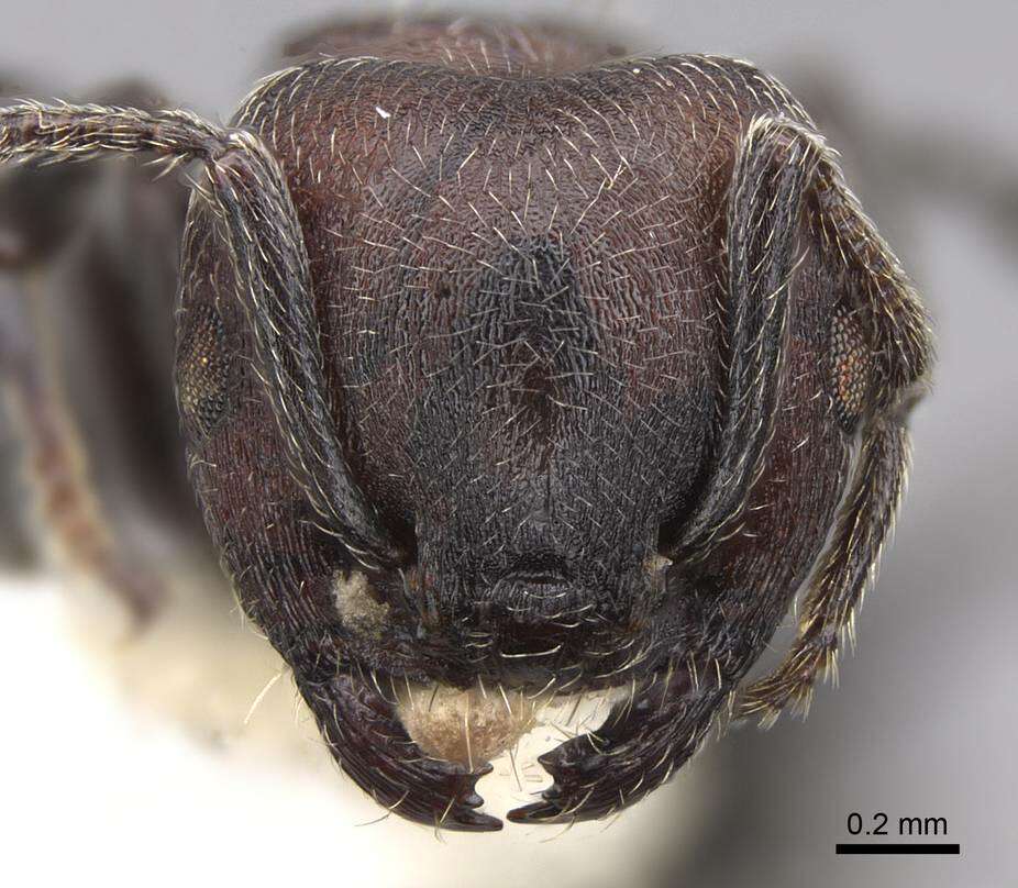 Image of Crematogaster mimosae Santschi 1914