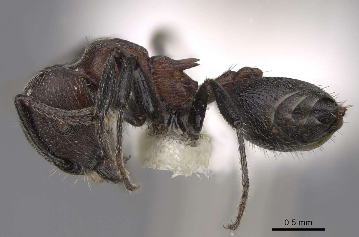 Image of Crematogaster mimosae Santschi 1914