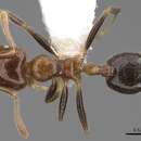 Image of Crematogaster polita Smith 1865